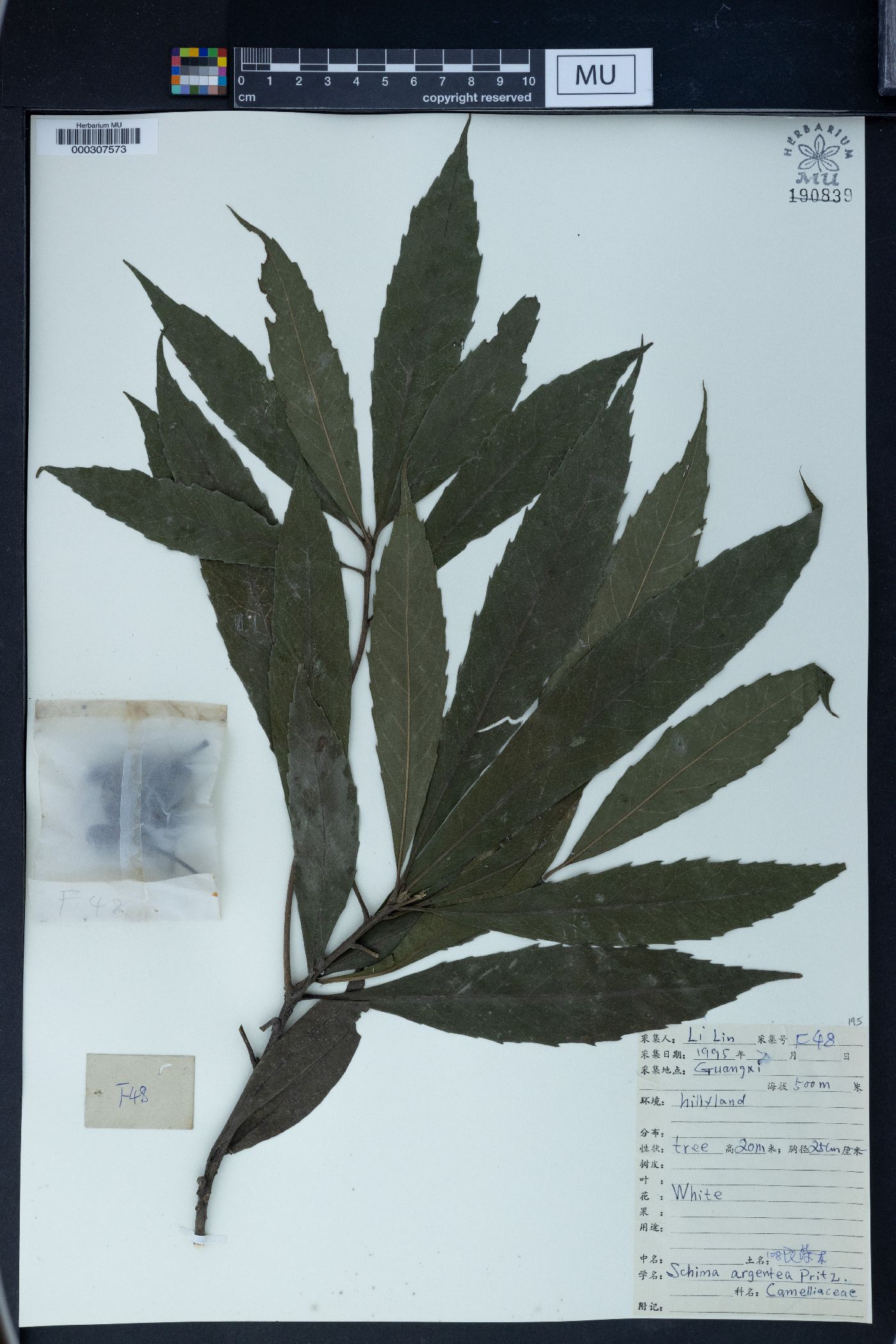 Schima argentea image