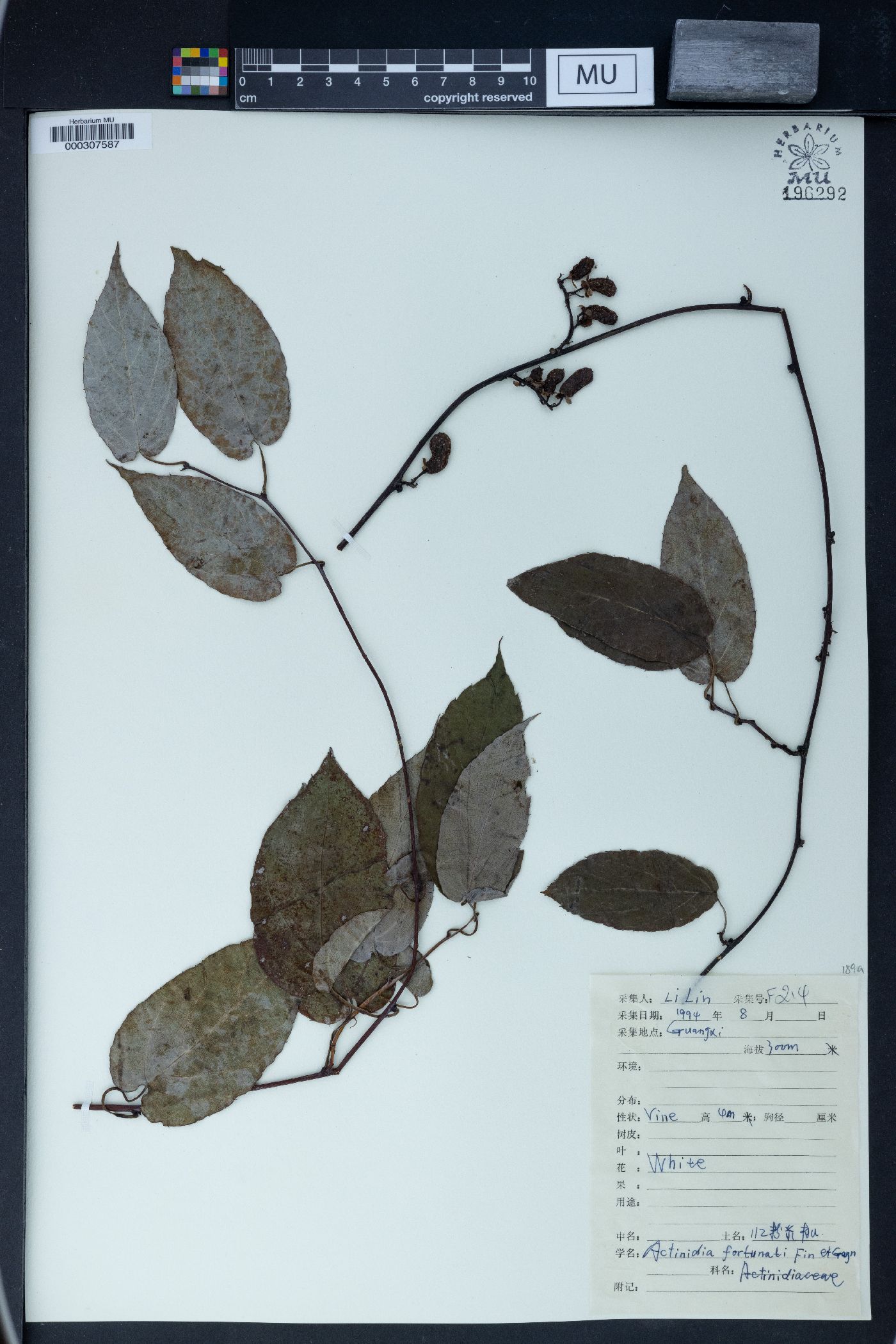 Actinidia fortunatii image