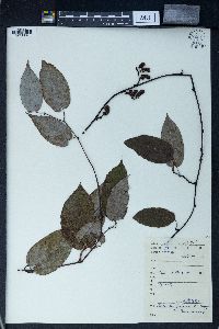 Image of Actinidia fortunatii