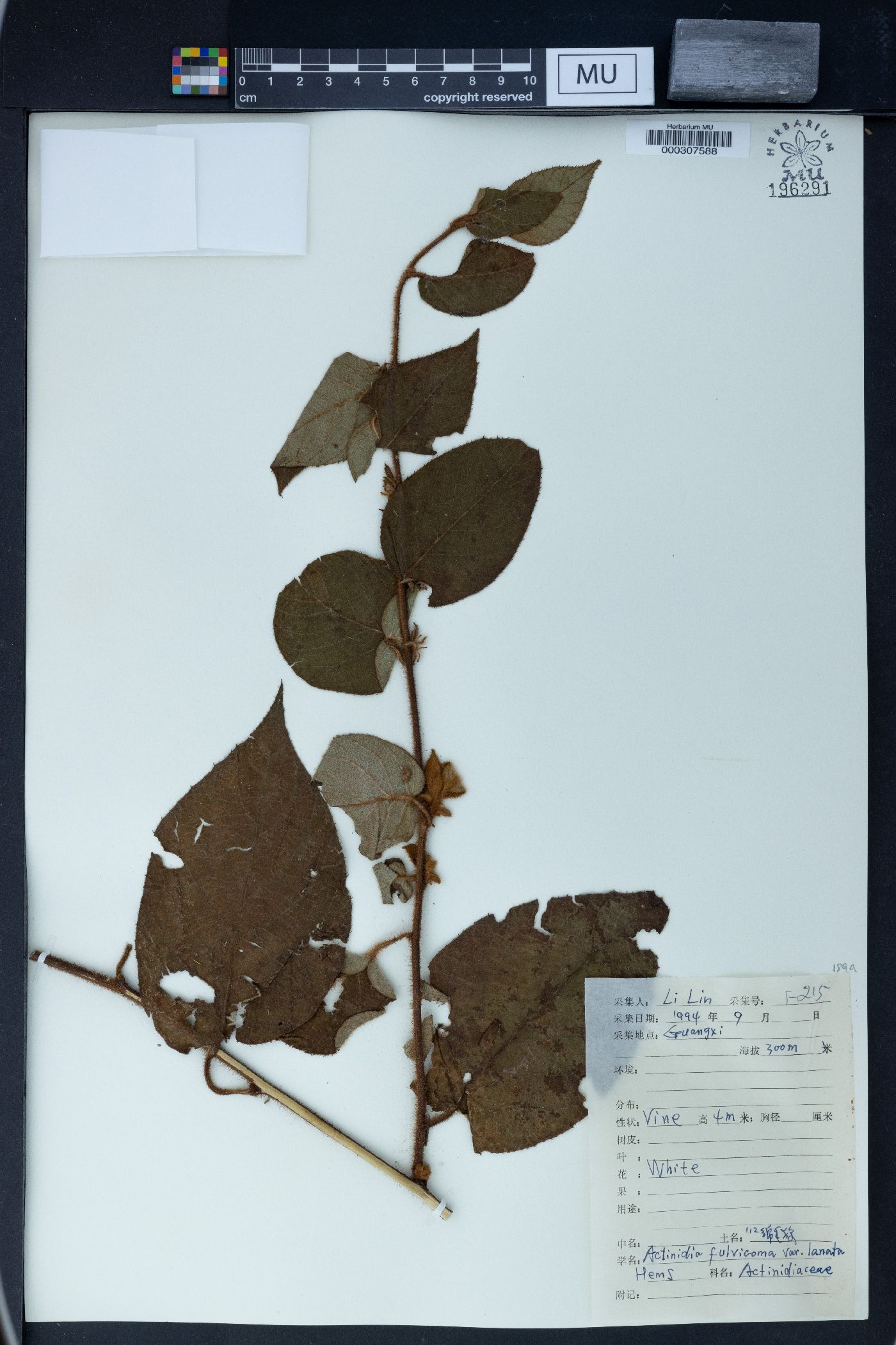 Actinidia fulvicoma image