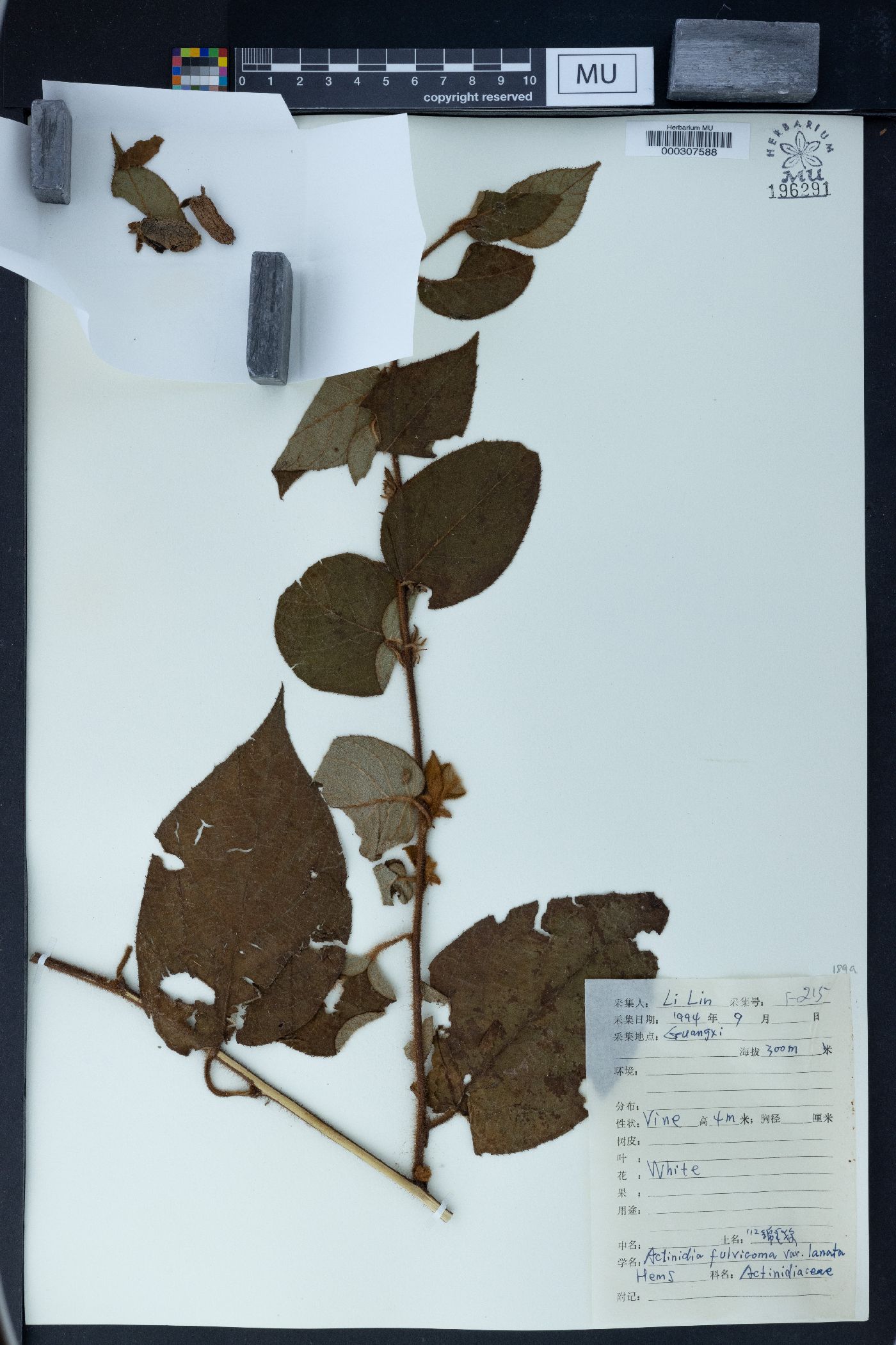 Actinidia fulvicoma image