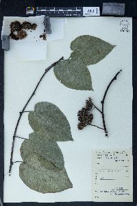 Actinidia callosa image