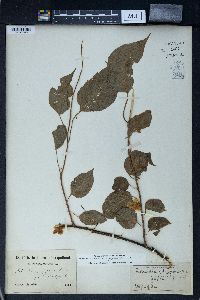 Actinidia polygama image