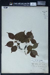 Actinidia polygama image