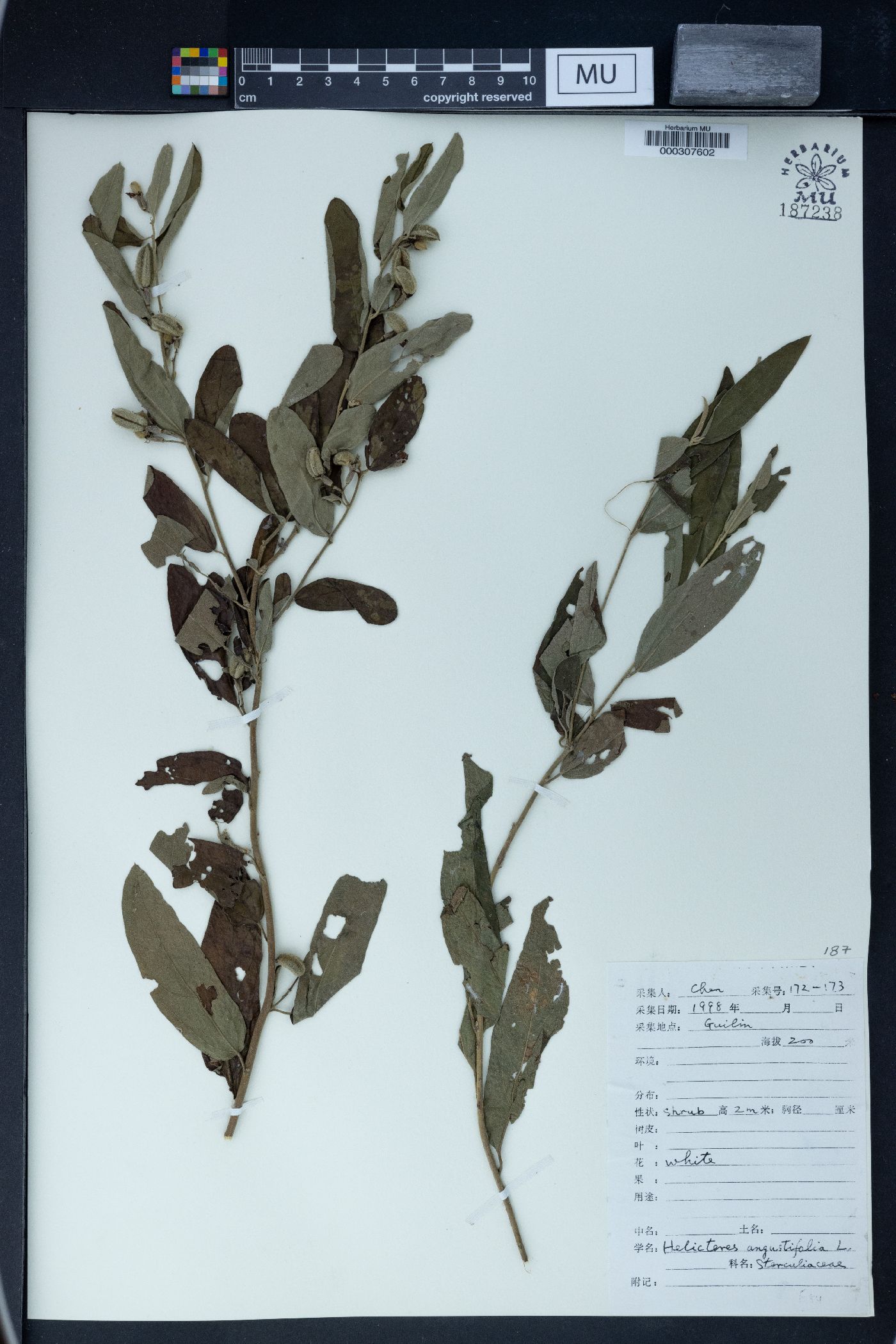 Helicteres angustifolia image