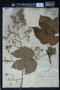 Sterculia platanifolia image