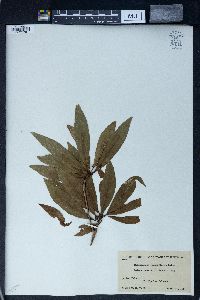 Elaeocarpus grandiflorus image