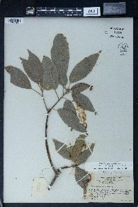 Sloanea sinensis image