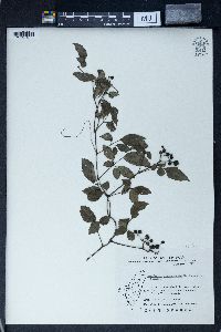 Ampelopsis cantoniensis image