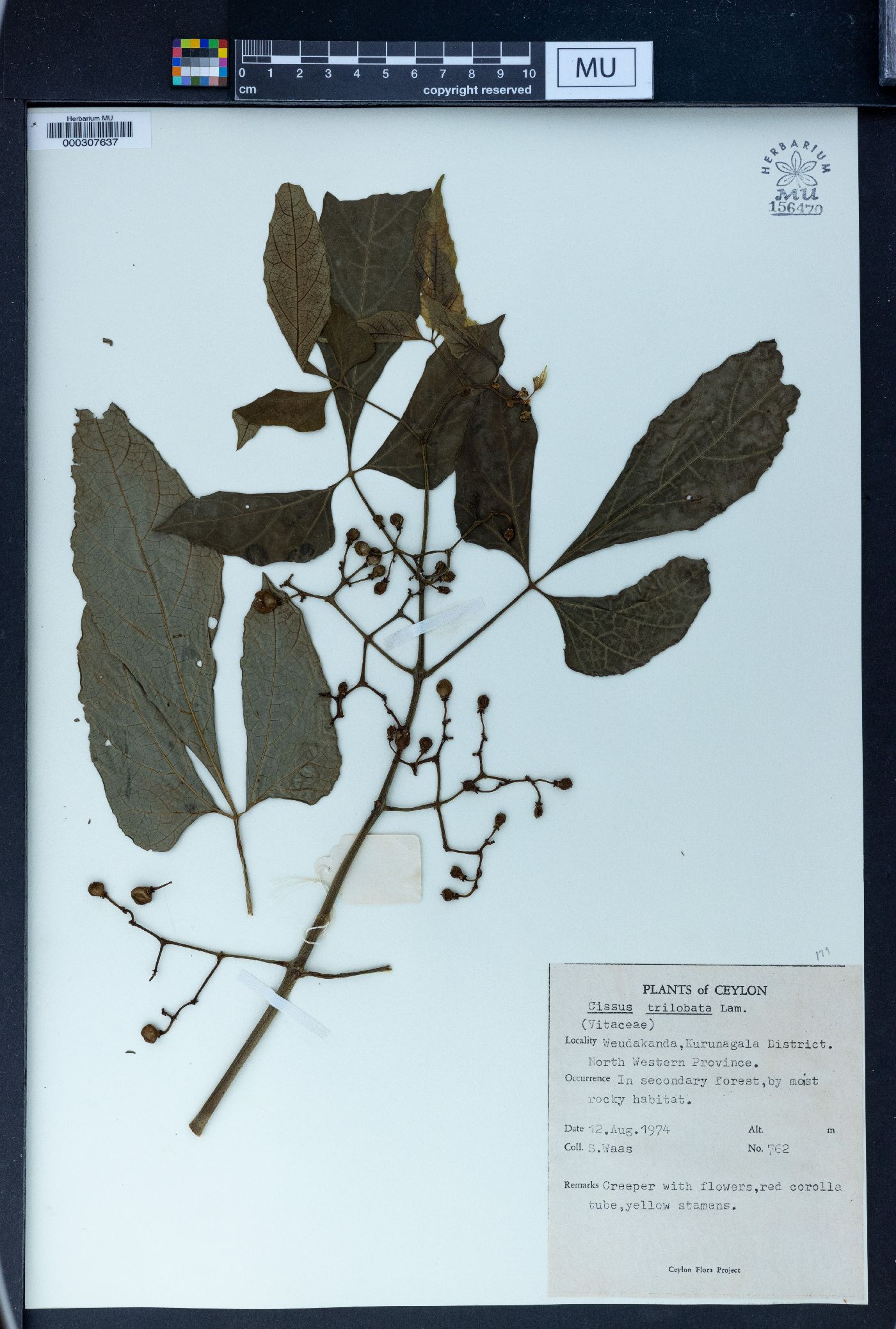 Cissus trilobata image