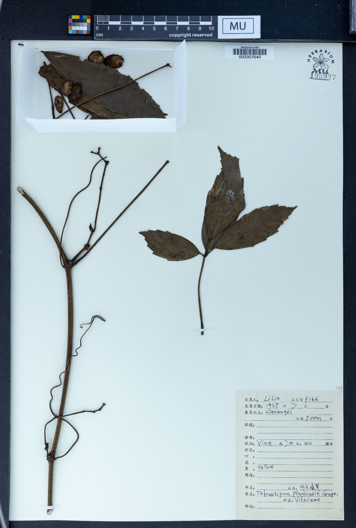 Tetrastigma planicaule image