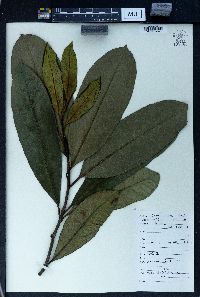 Ilex latifolia image