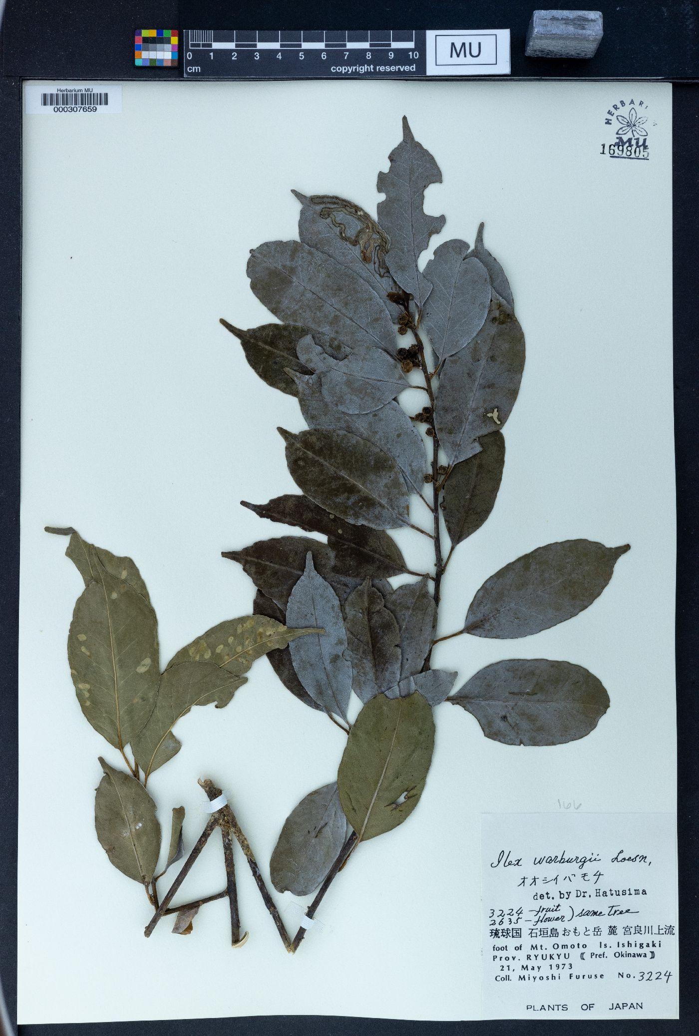 Ilex warburgii image