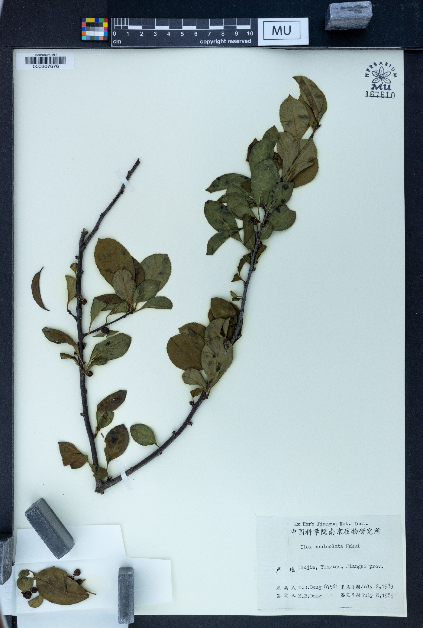 Ilex aculeolata image