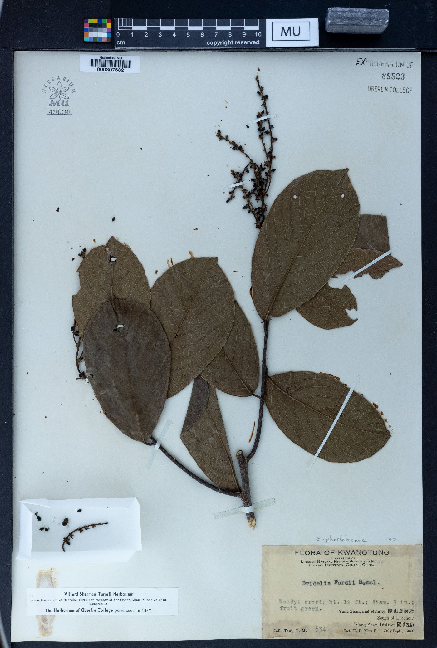 Bridelia fordii image