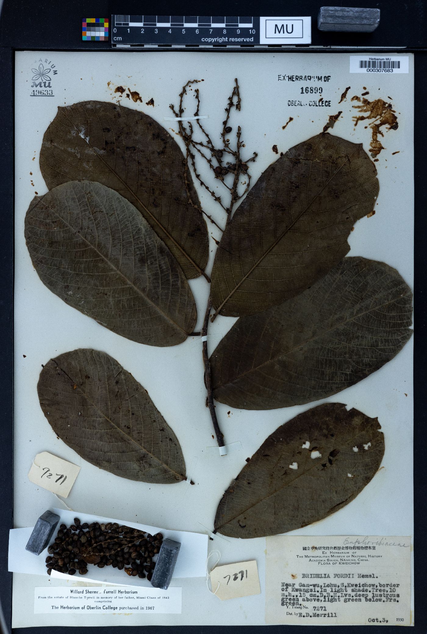 Bridelia fordii image