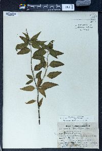 Croton bonplandianus image