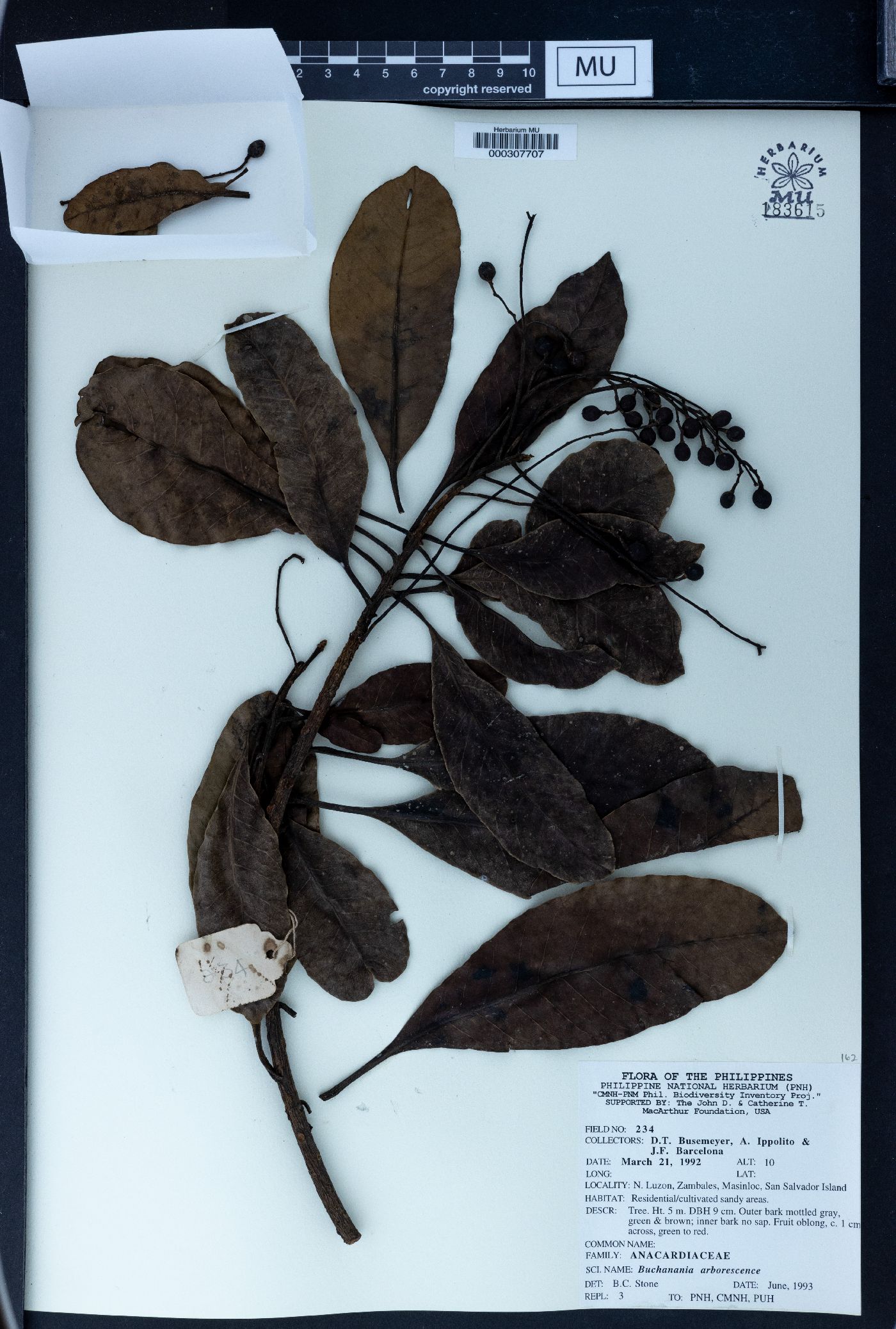 Buchanania arborescens image