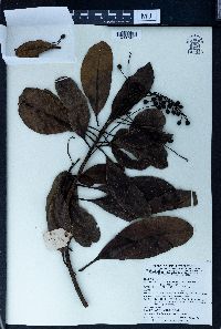 Buchanania arborescens image