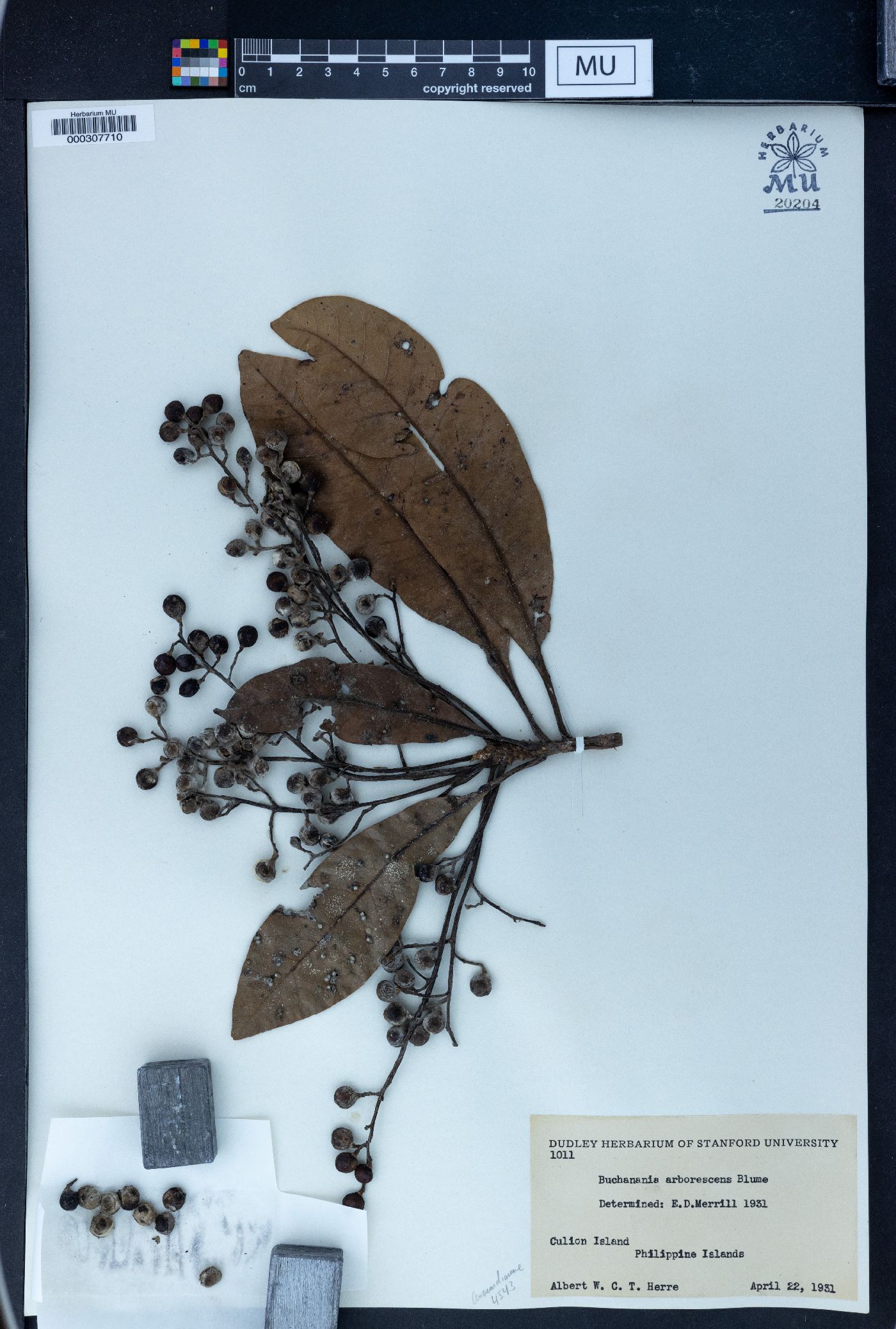 Buchanania arborescens image