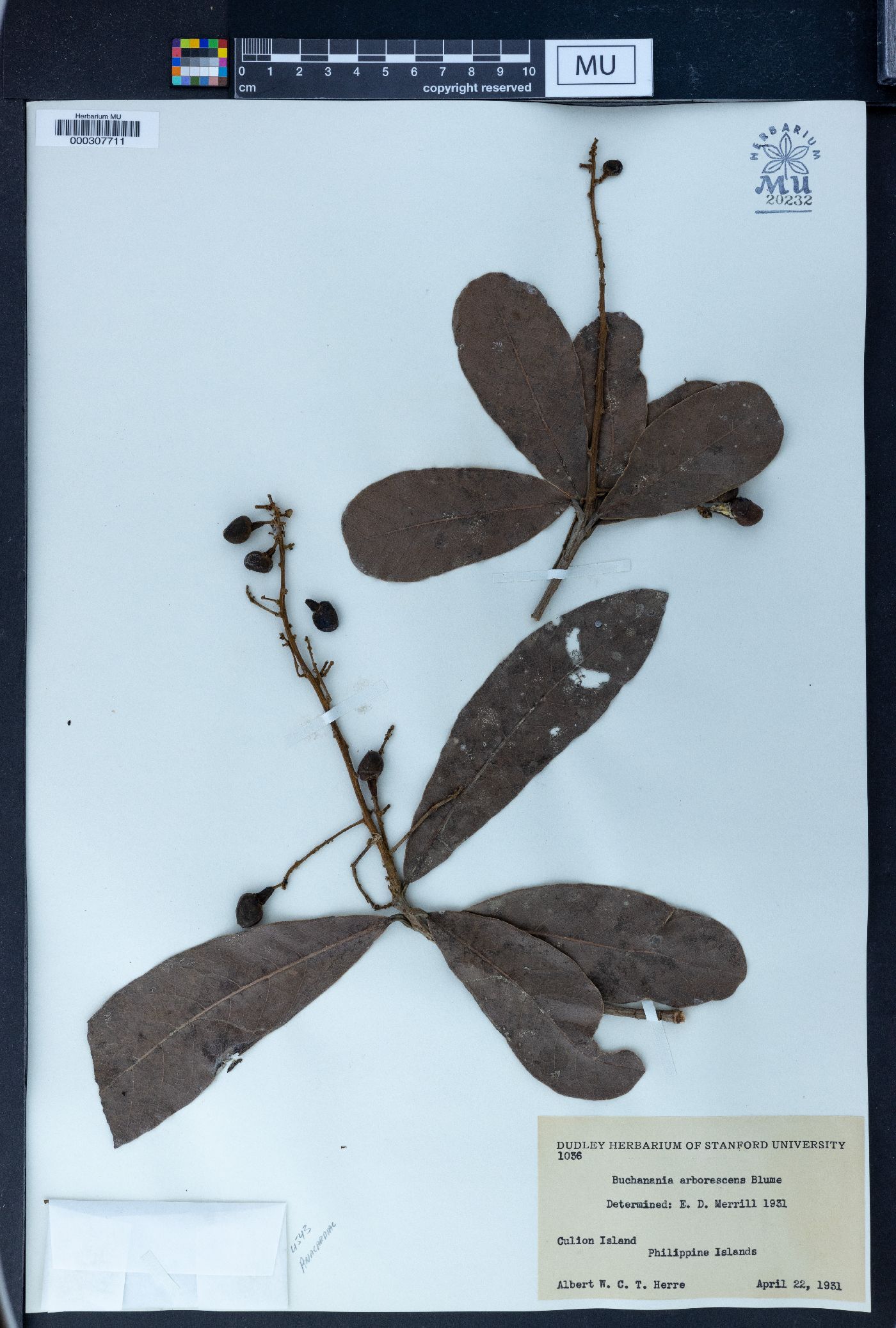 Buchanania arborescens image