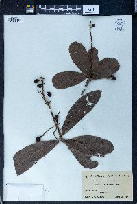 Buchanania arborescens image