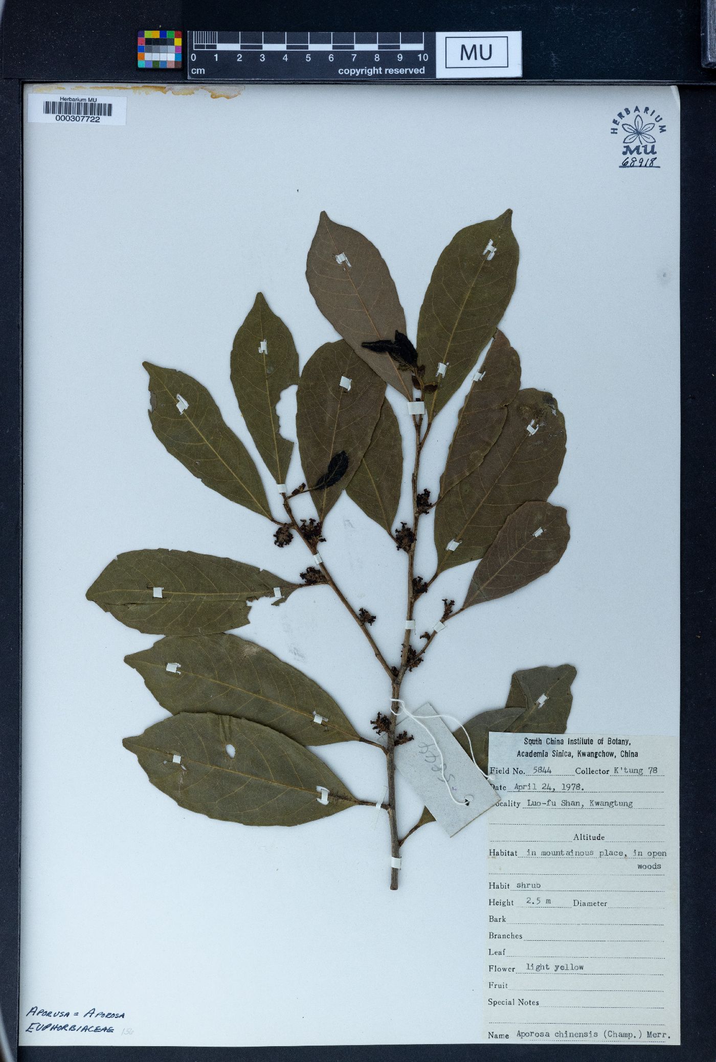 Aporosa octandra var. chinensis image