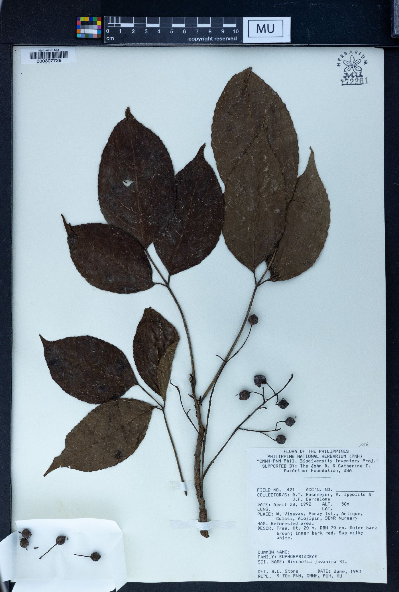 Bischofia javanica image
