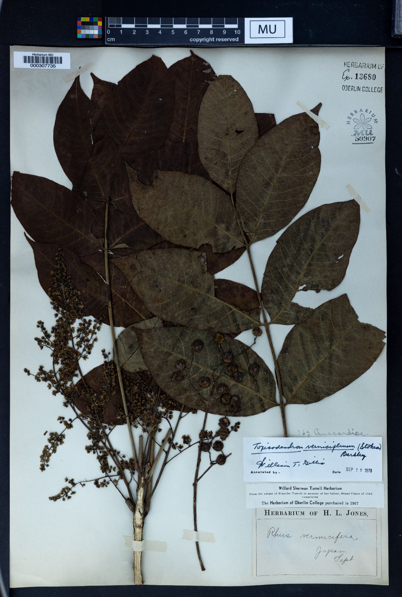 Toxicodendron vernicifluum image