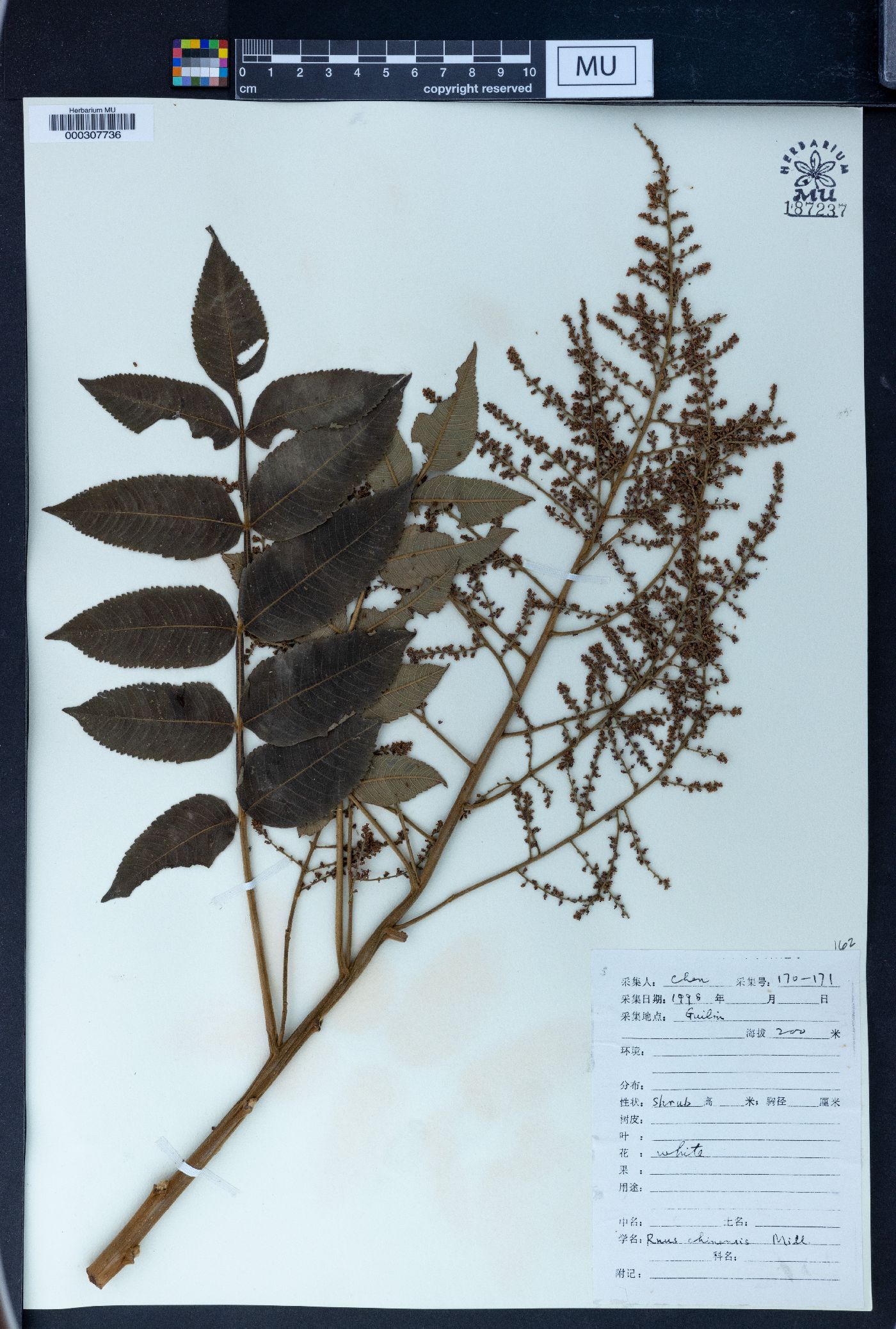 Rhus chinensis image