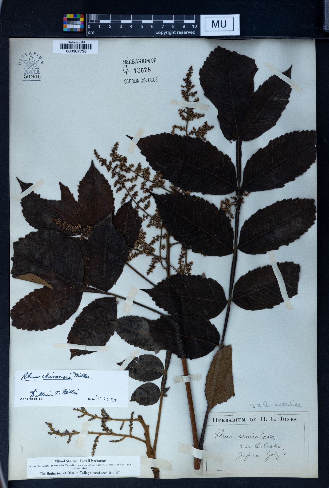 Rhus chinensis image