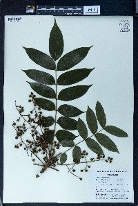 Toxicodendron sylvestre image