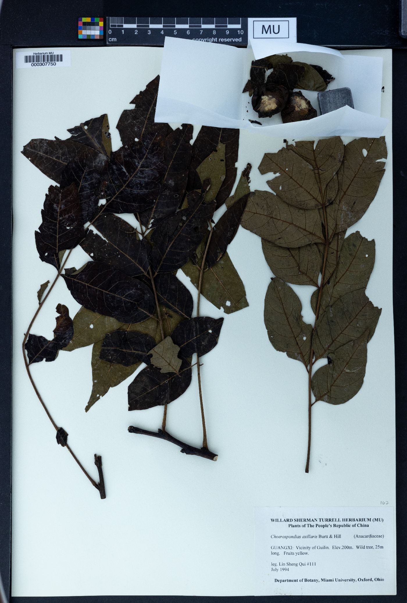 Choerospondias axillaris image