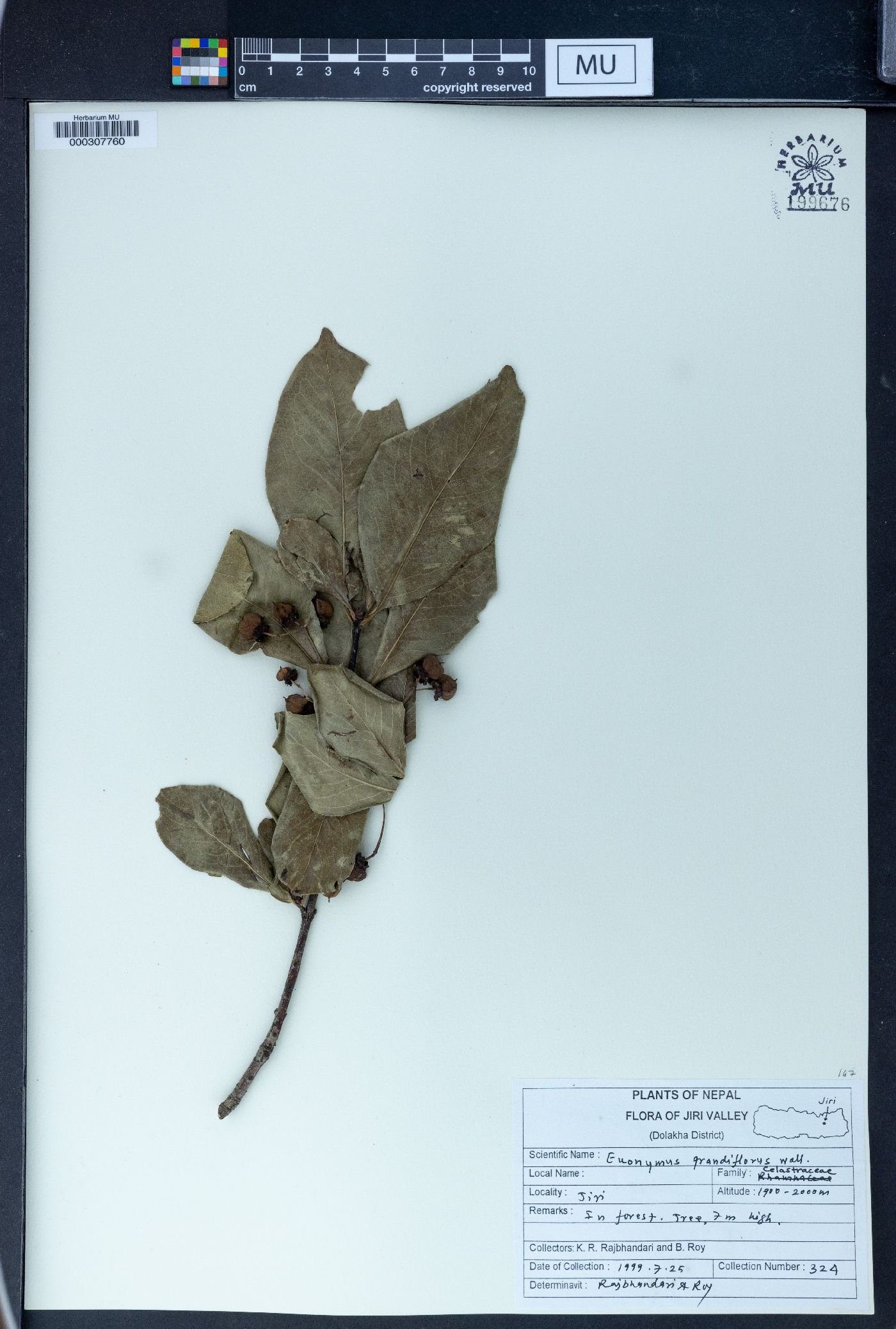 Euonymus grandiflorus image