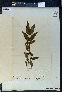 Euonymus verrucosus image