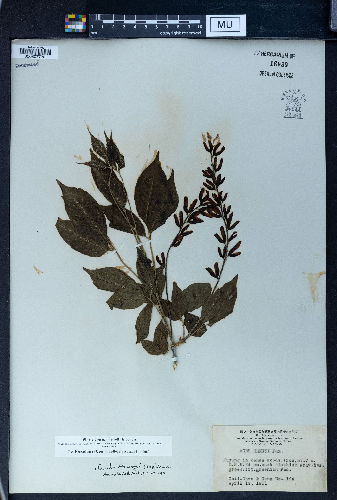 Acer henryi image