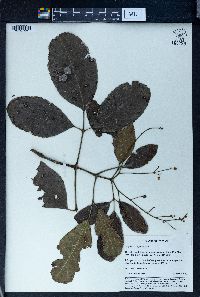 Image of Staphylea ovalifolia