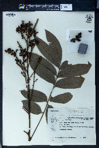 Lepisanthes rubiginosa image