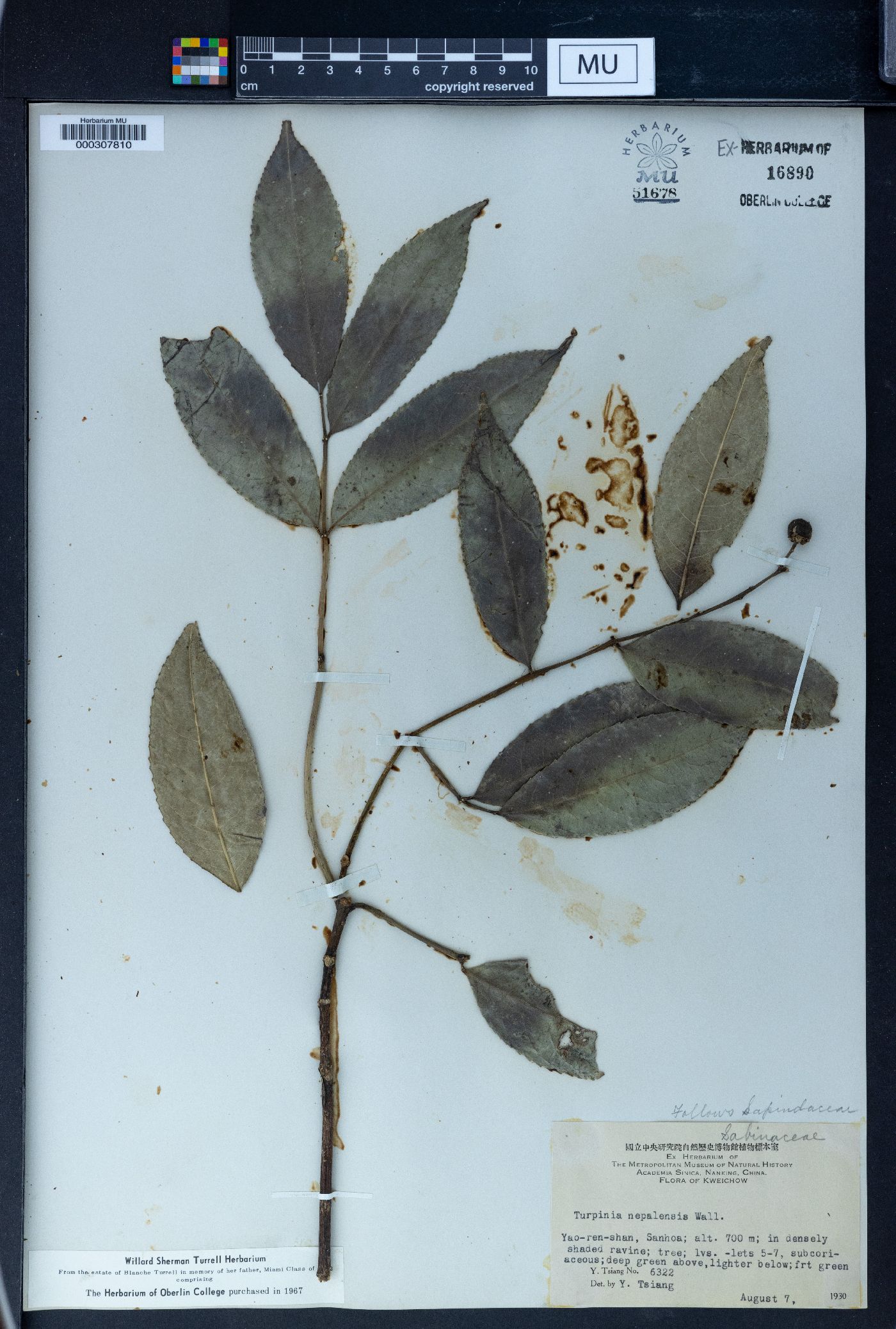Staphylea cochinchinensis image