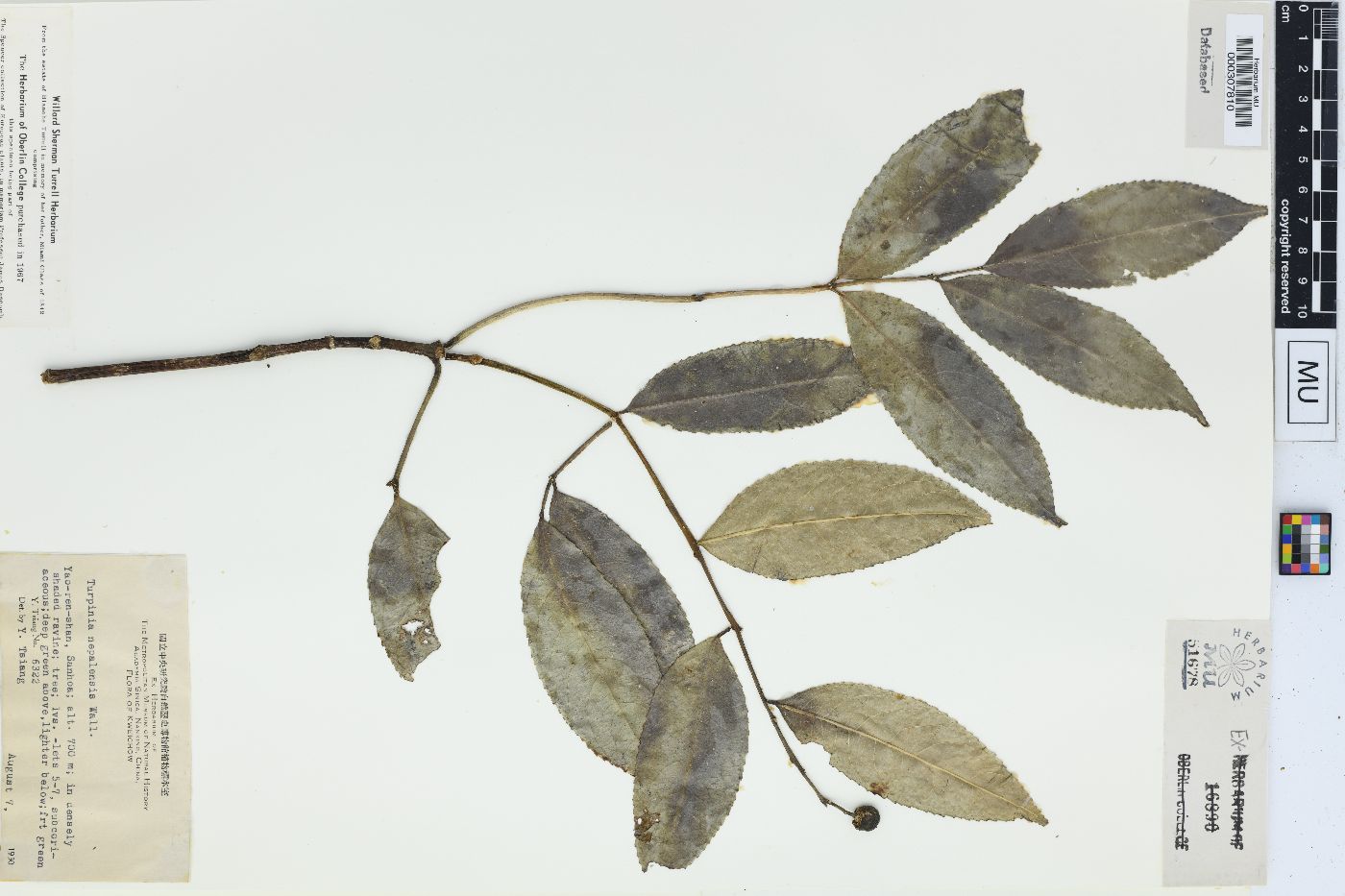 Staphylea cochinchinensis image