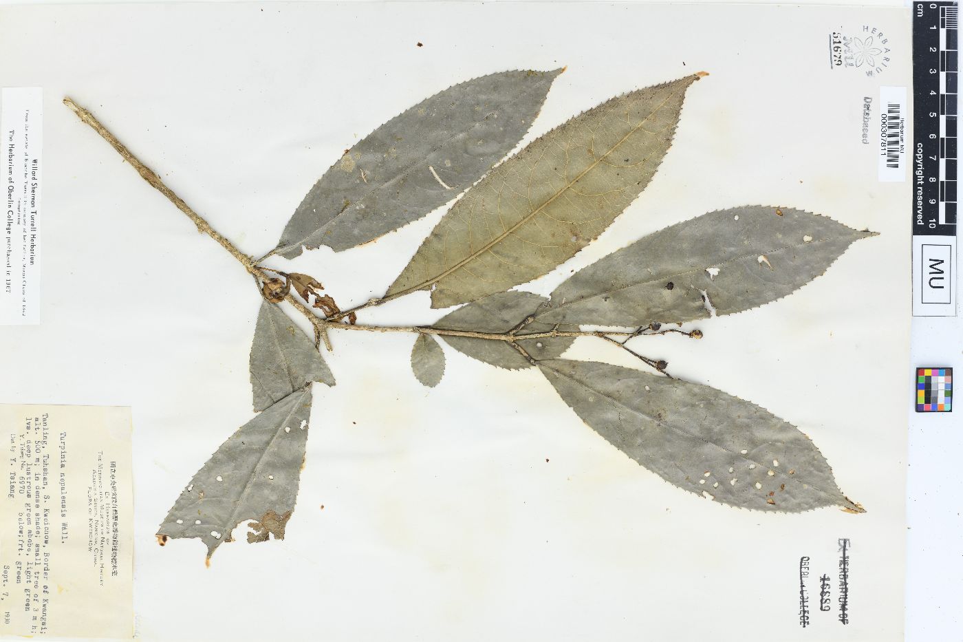 Staphylea cochinchinensis image