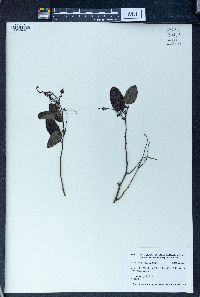 Berchemia floribunda image