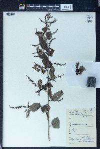 Image of Berchemia lineata