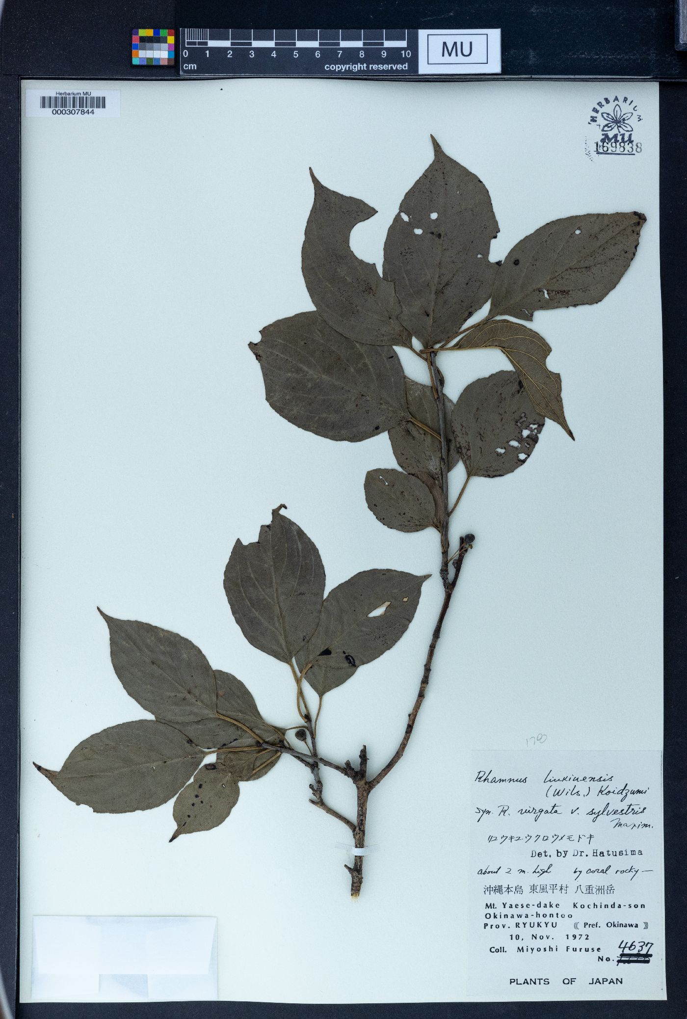 Rhamnus liukiuensis image