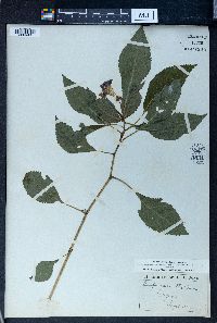 Impatiens textorii image