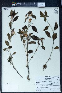 Impatiens sulcata image