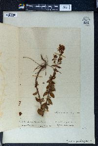 Hypericum tetrapterum image