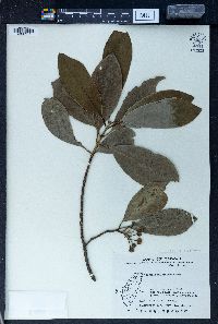 Garcinia multiflora image