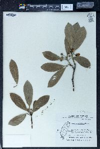 Garcinia multiflora image