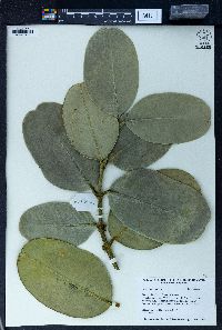 Garcinia venulosa image